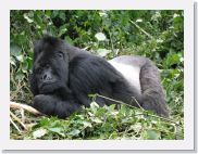 12SabyinyoGroup - 35 * Silverback Guhonda taking a mid-morning nap.